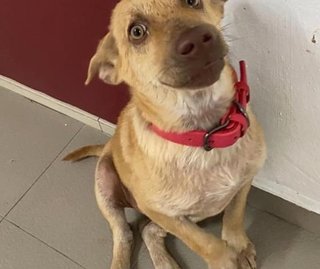 Simba - Mixed Breed Dog