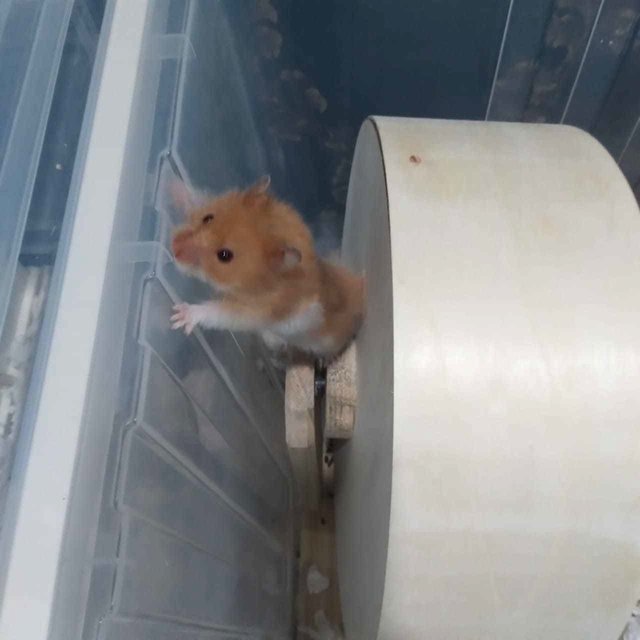 Enot - Syrian / Golden Hamster Hamster