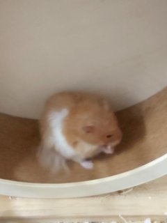 Enot - Syrian / Golden Hamster Hamster