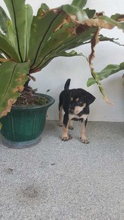 Honey 😍 - Mixed Breed Dog