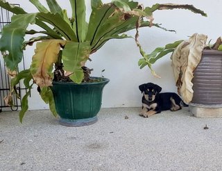 Honey 😍 - Mixed Breed Dog