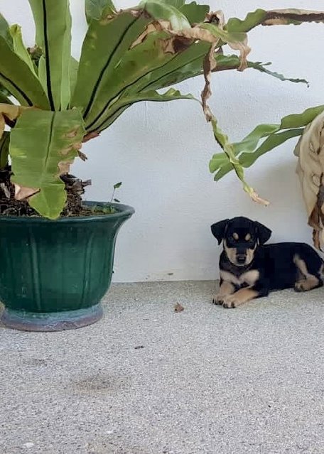 Honey 😍 - Mixed Breed Dog