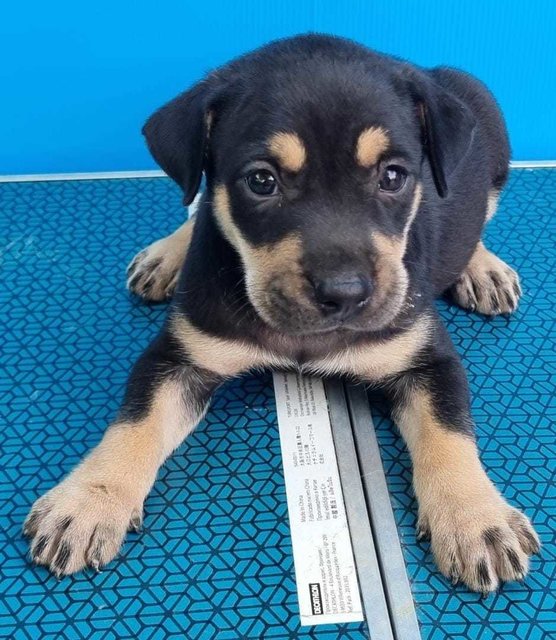 Puppies - Mixed Breed Dog