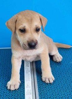 Puppies - Mixed Breed Dog