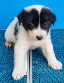 Puppies - Mixed Breed Dog