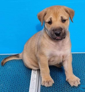 Puppies - Mixed Breed Dog