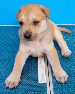 Puppies - Mixed Breed Dog