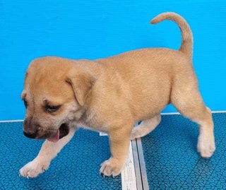 Puppies - Mixed Breed Dog