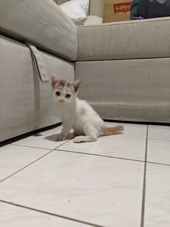 Baby Yoda - Domestic Medium Hair Cat