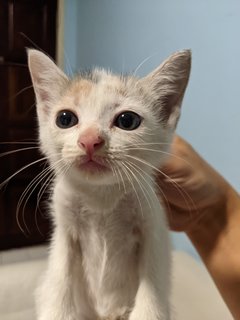 Baby Yoda - Domestic Medium Hair Cat