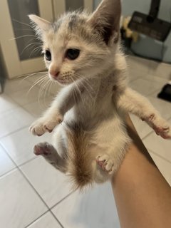 Baby Yoda - Domestic Medium Hair Cat