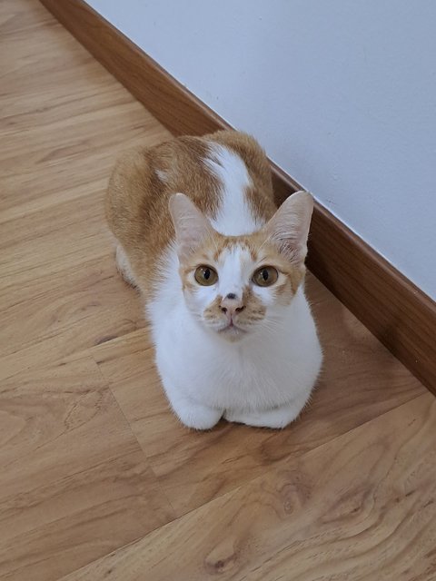 Julie N Julia - Domestic Short Hair Cat