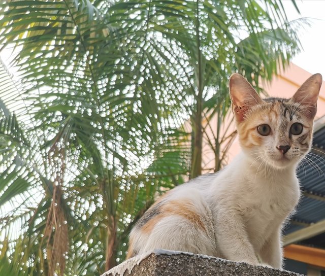 Calico - Calico + Tabby Cat