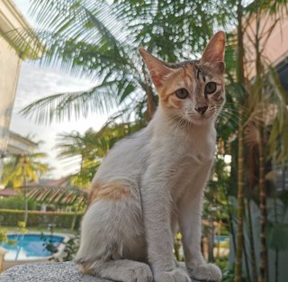 Calico - Calico + Tabby Cat