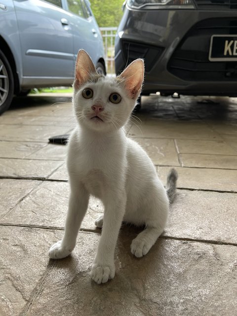 Mini - Domestic Short Hair Cat