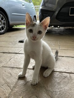 Mini - Domestic Short Hair Cat