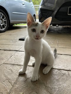 Mini - Domestic Short Hair Cat