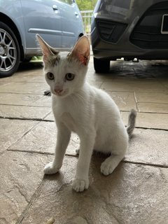 Mini - Domestic Short Hair Cat