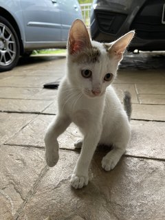 Mini - Domestic Short Hair Cat