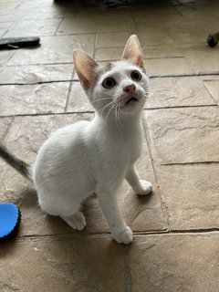 Mini - Domestic Short Hair Cat