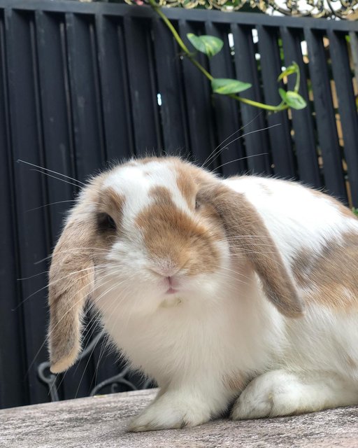 Patches - Holland Lop Rabbit