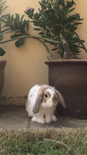 Patches - Holland Lop Rabbit