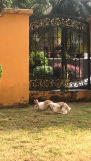 Patches - Holland Lop Rabbit