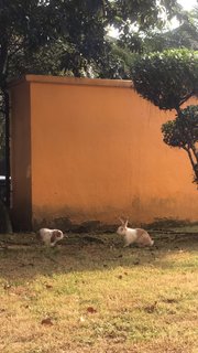 Patches - Holland Lop Rabbit