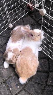 Patches - Holland Lop Rabbit