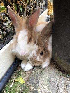 Patches - Holland Lop Rabbit