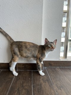 Leia  - Domestic Short Hair Cat