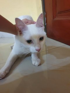 White Cat - Domestic Medium Hair Cat