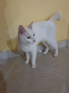 White Cat - Domestic Medium Hair Cat