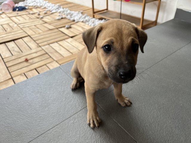 Puppy  - Mixed Breed Dog