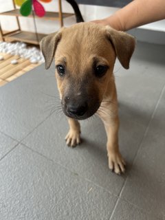 Puppy  - Mixed Breed Dog