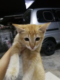 Oyen - Domestic Short Hair Cat