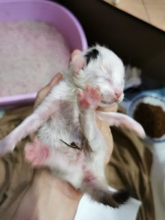 2 Days Old Love - Domestic Short Hair Cat