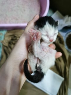 2 Days Old Love - Domestic Short Hair Cat