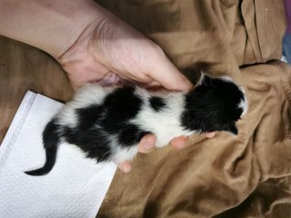 2 Days Old Love - Domestic Short Hair Cat