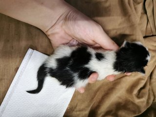 2 Days Old Love - Domestic Short Hair Cat