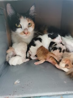 2 Days Old Love - Domestic Short Hair Cat