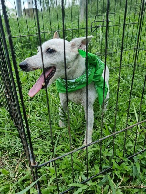 Ikki   - Jack Russell Terrier Dog