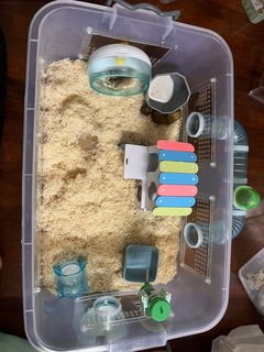 Kiwi - Roborovsky's Hamster Hamster