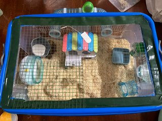 Kiwi - Roborovsky's Hamster Hamster