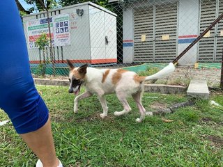 Handsome - Mixed Breed Dog