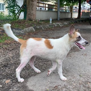 Handsome - Mixed Breed Dog