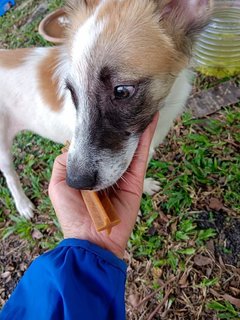 Handsome - Mixed Breed Dog