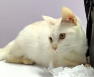 Snow - Domestic Short Hair Cat