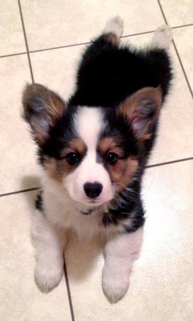 Chiwi - Corgi Dog