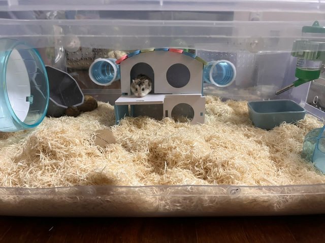 Kiwi - Roborovsky's Hamster Hamster